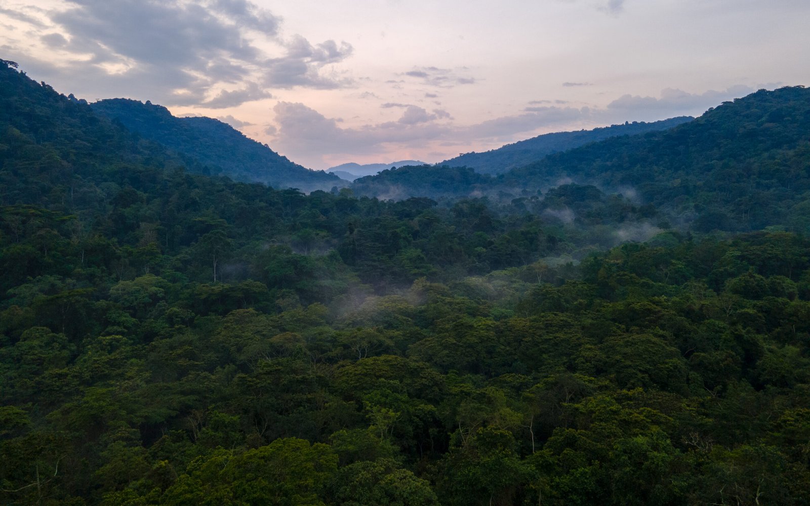 Misty Forest, Uganda