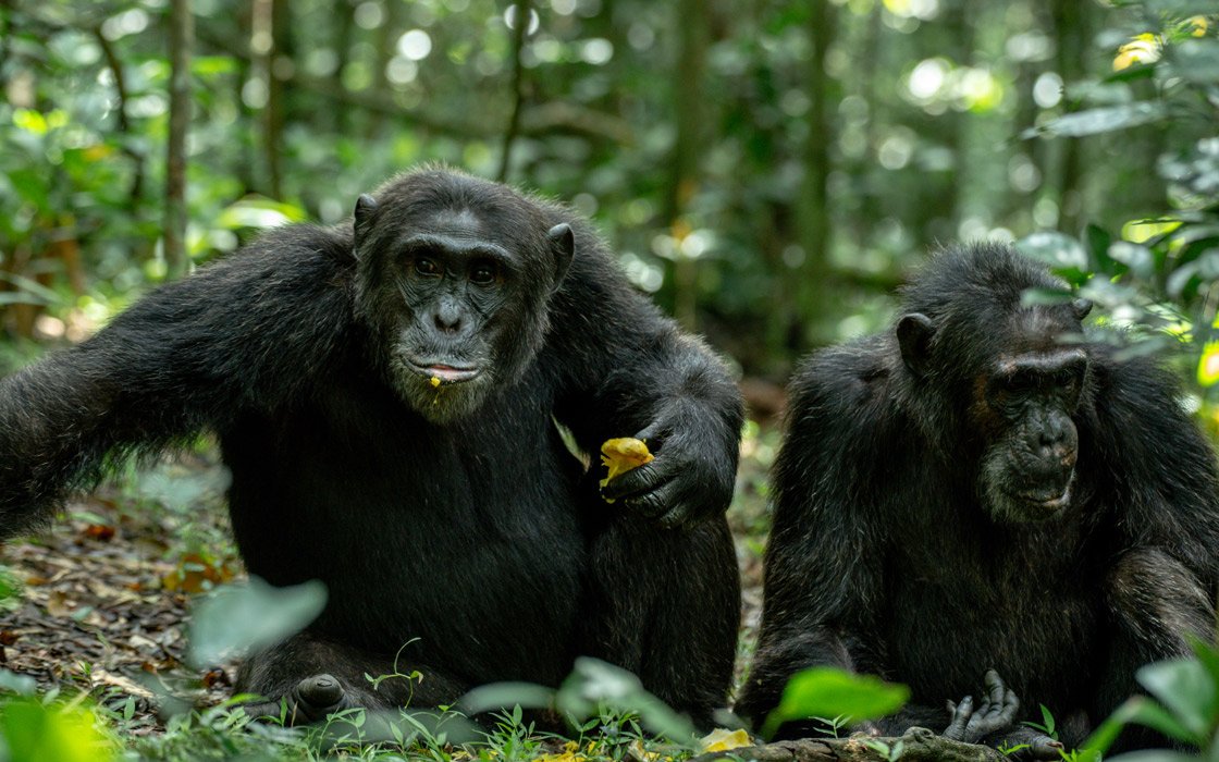 Kibale Chimpanzee Trekking, Uganda