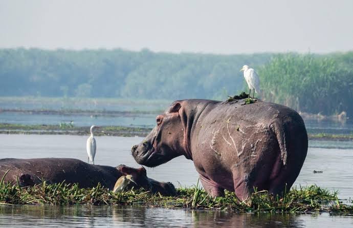 Hippos in the Nile, Uganda