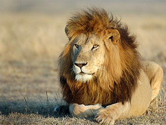 Close-up portrait of a lion.