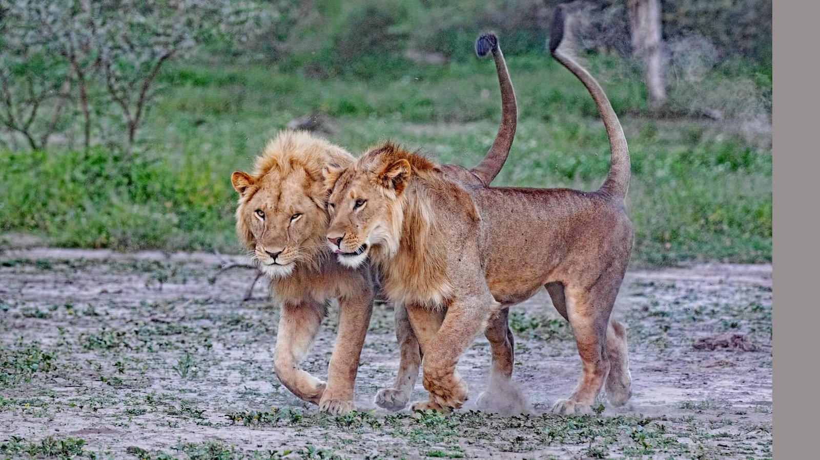 Lions in the grass on a Kenya safari game drive