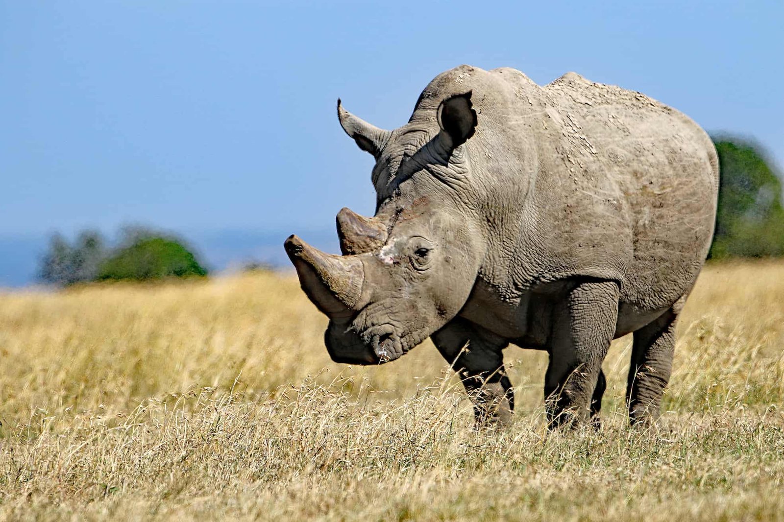 Ol Pejeta Conservancy landscape in Laikipia, Kenya
