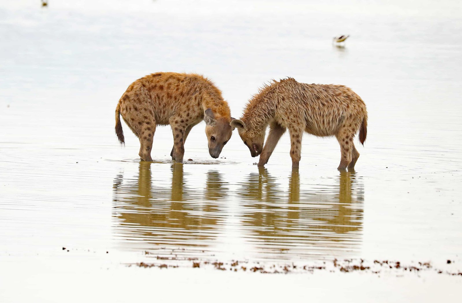Hyenas In Amboseli, Kenya