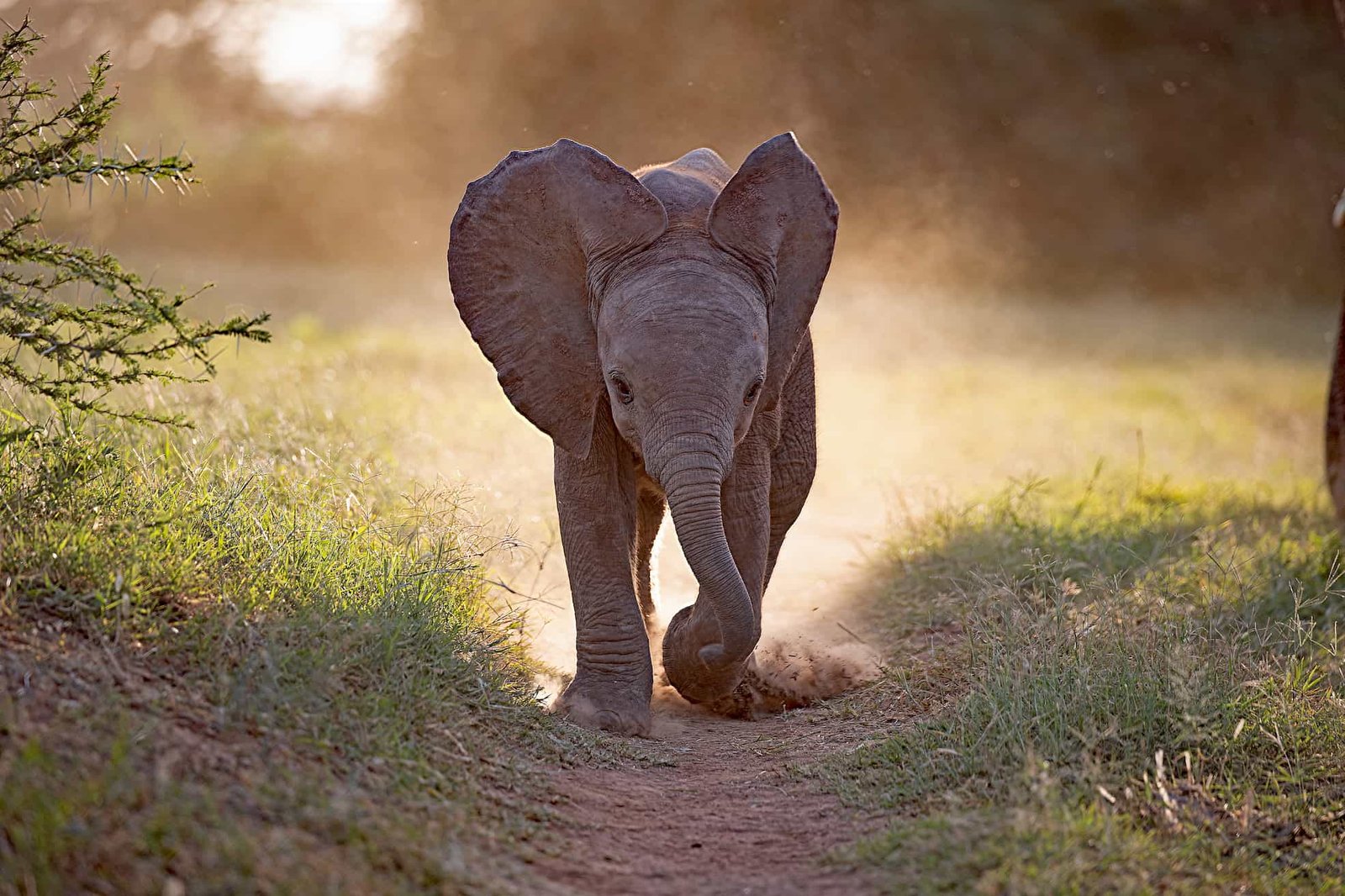 Alert African elephant, one of the Big Five, seen on a Kenya safari
