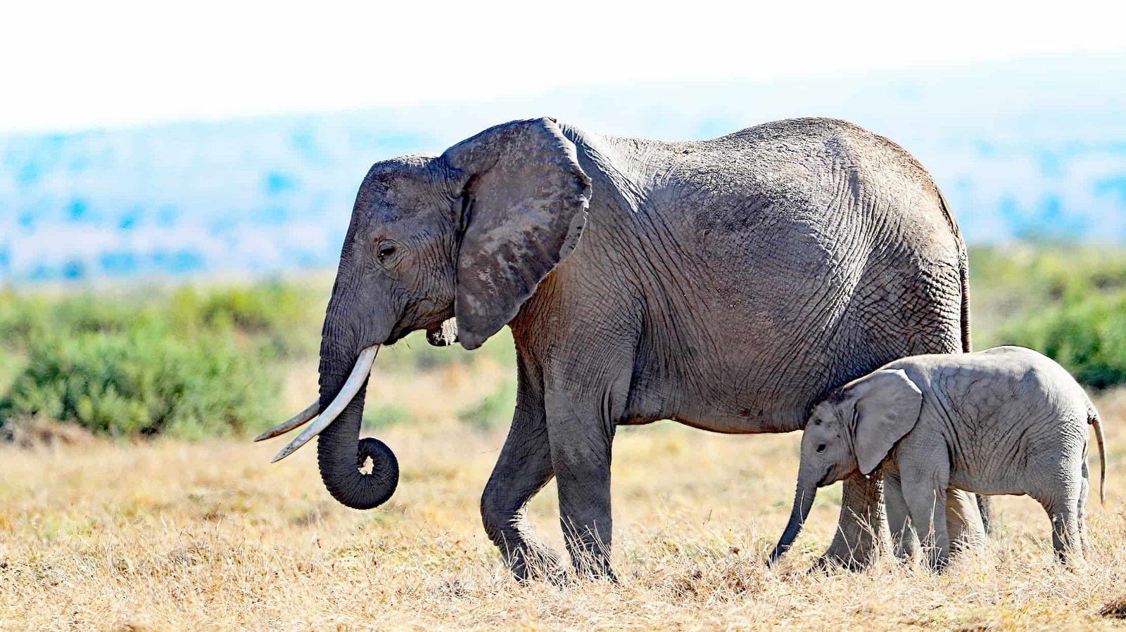 Guest deck at Elephant Bedroom Camp, a luxury tented camp in Samburu, Kenya