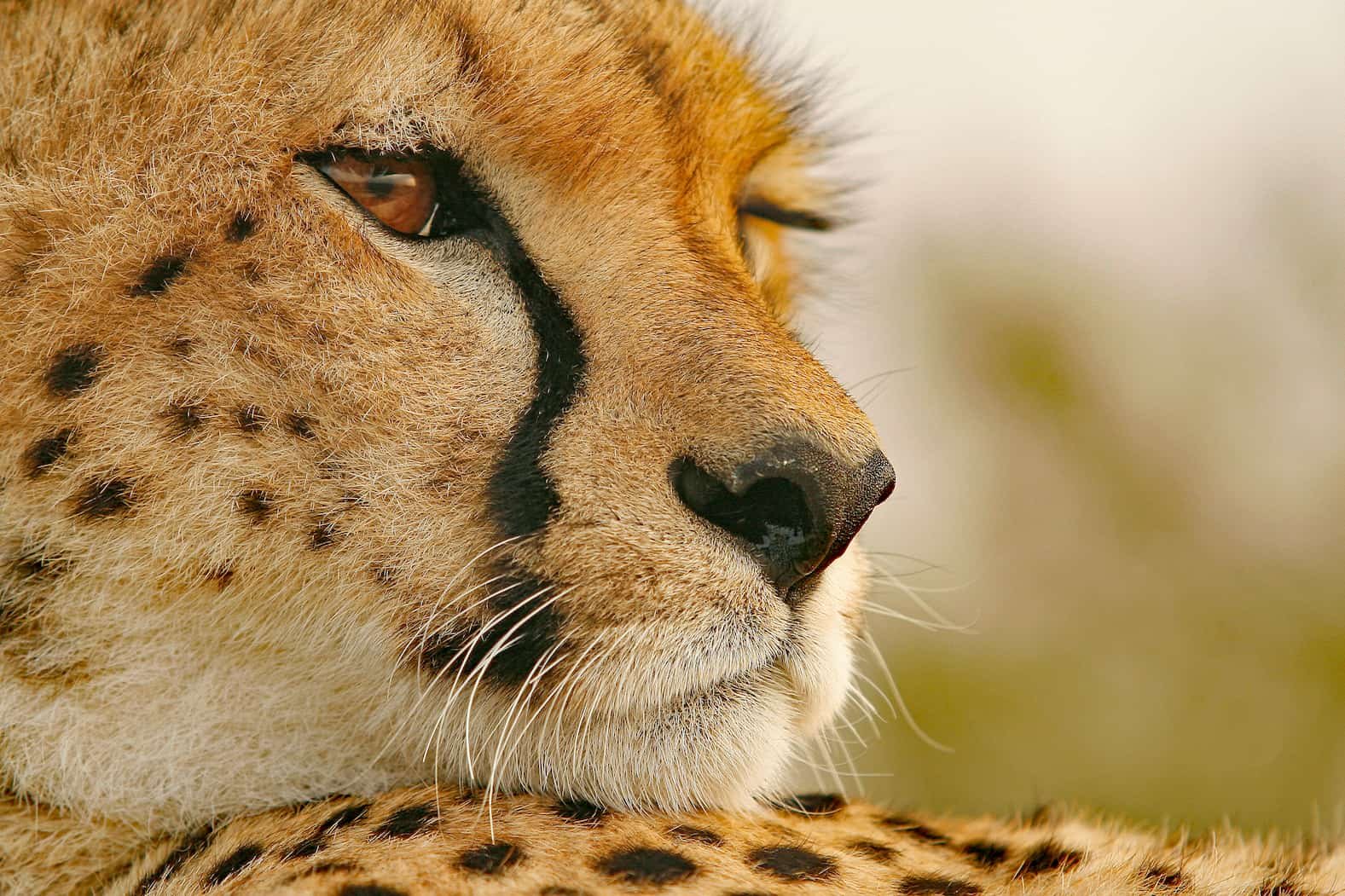 Lions in the Masai Mara National Reserve, Kenya