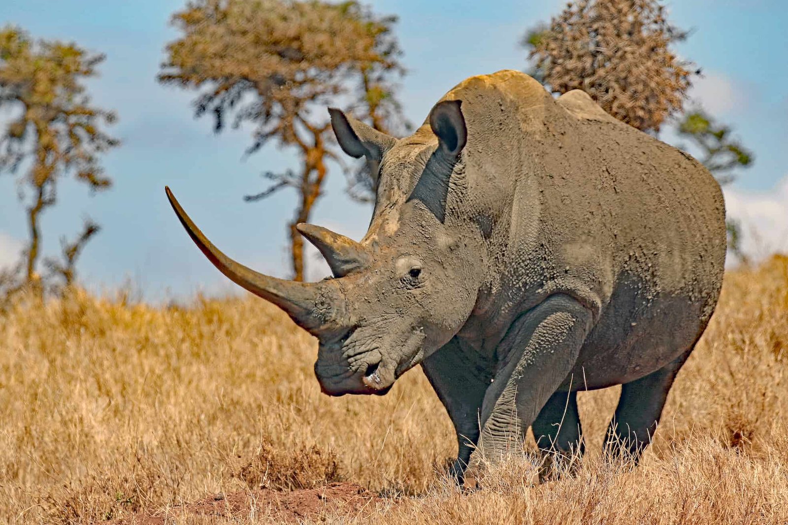 Safari scenery