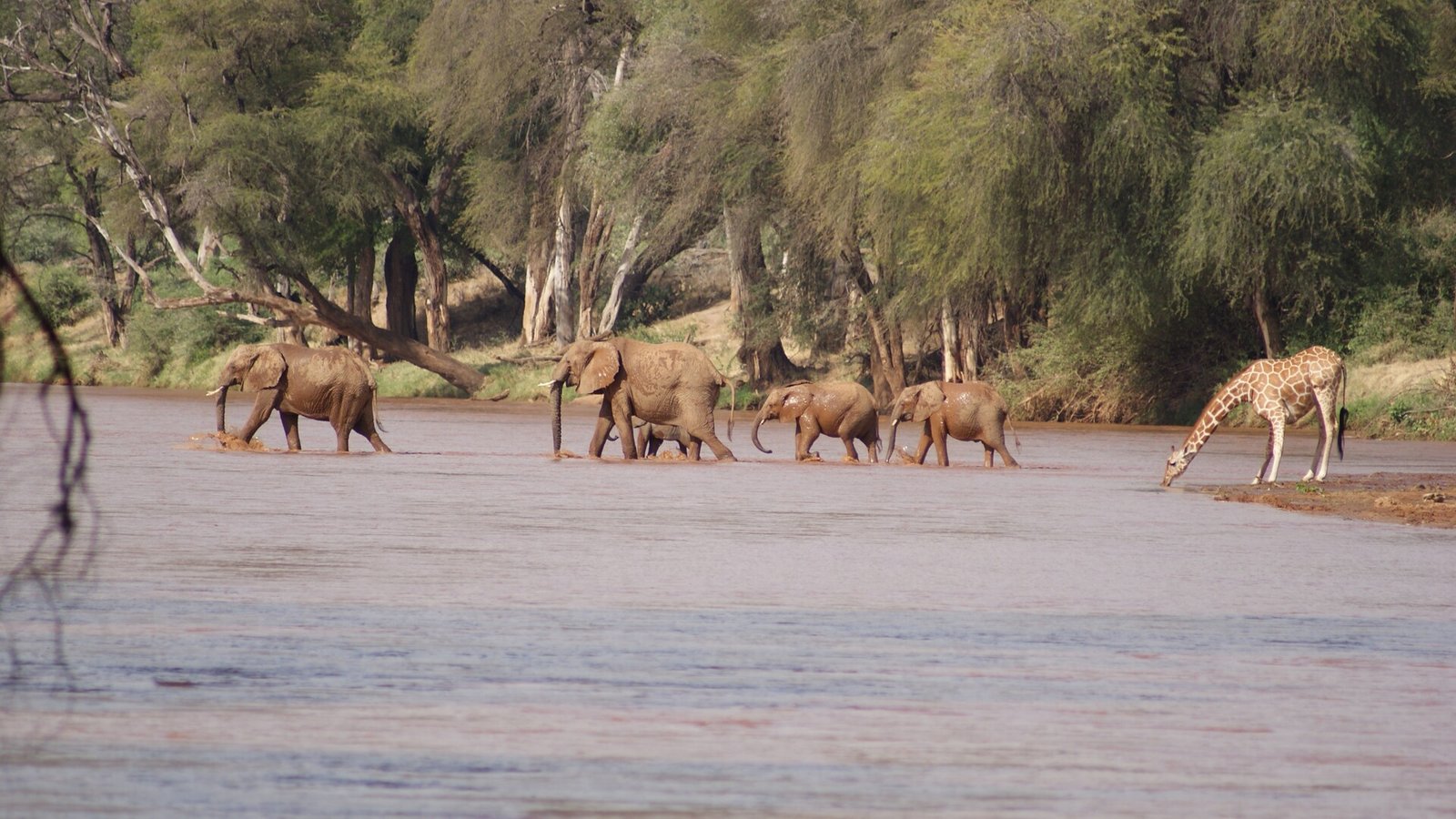 Wildlife near Elephant Bedroom Camp in Samburu National Reserve, Kenya