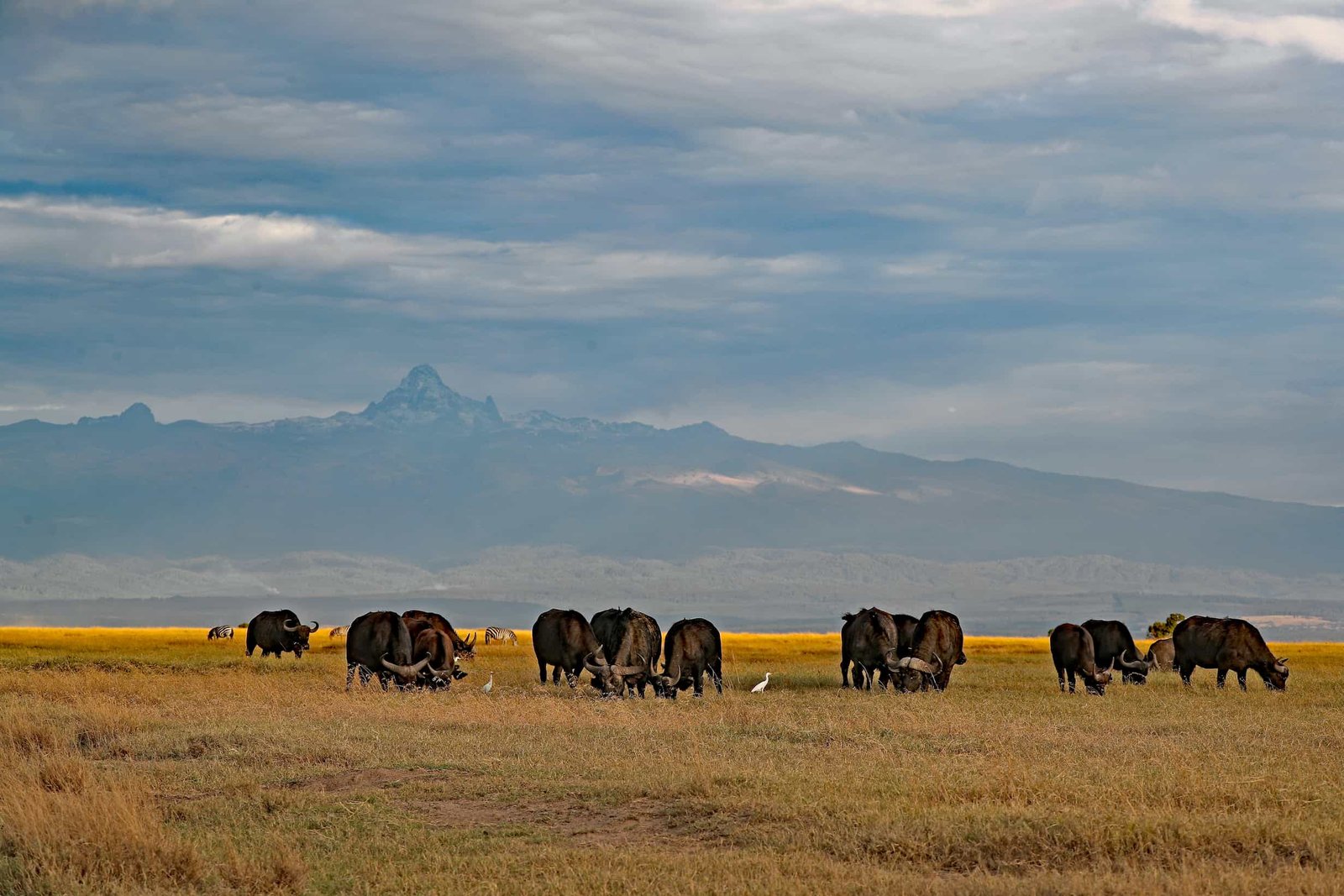Rhino at Ol Pejeta Conservancy, Laikipia, Kenya