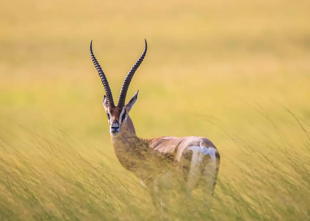 Gazelle herd at golden hour in Amboseli National Park Kenya