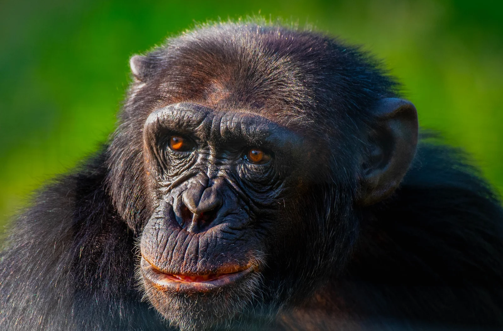 Chimpanzee at Jane Goodall Chimpanzee Sanctuary Ol Pejeta