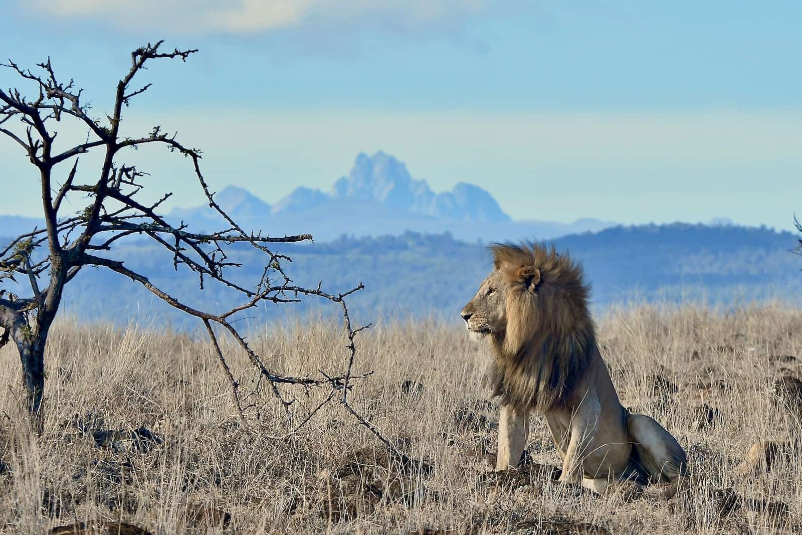 Mount Kenya view over Ol Pejeta Conservancy savannah
