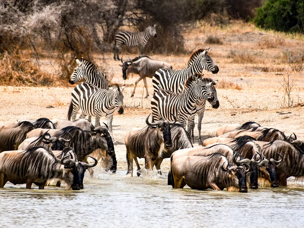 Wildebeest and zebra grazing together in Amboseli National Park