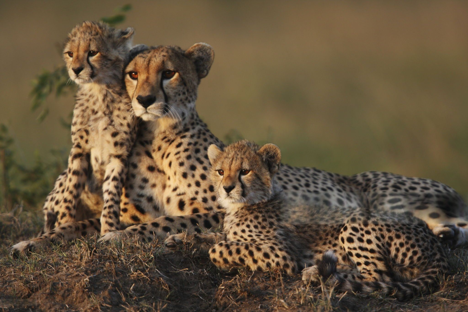 Masai Mara cheetahs