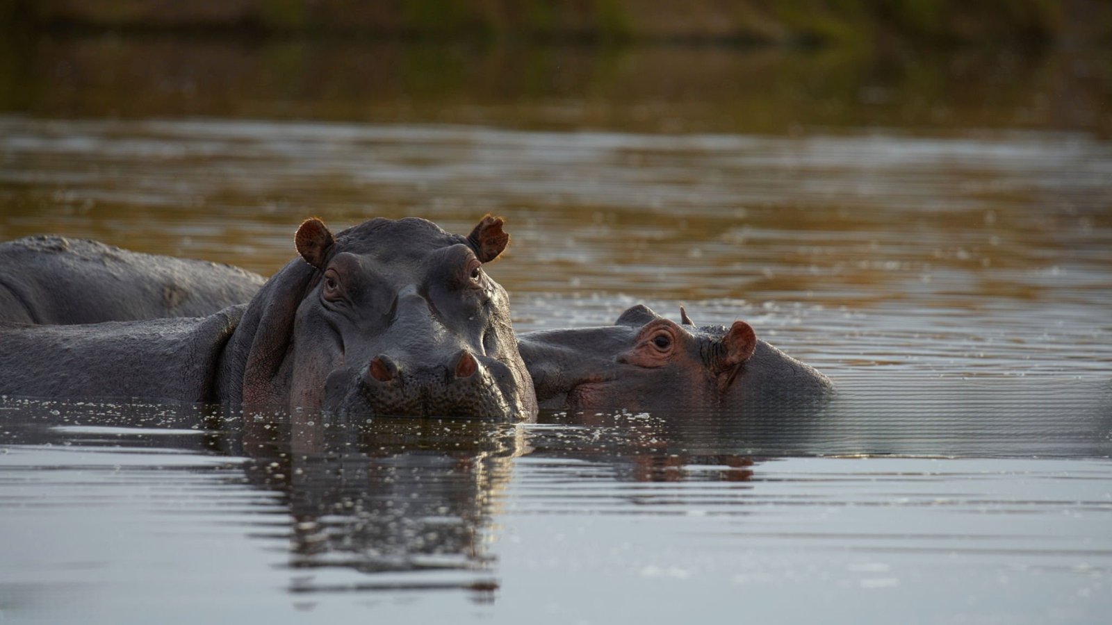 Mara River hippos