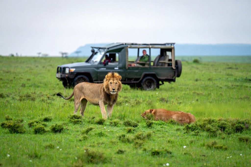 Masai Mara lions