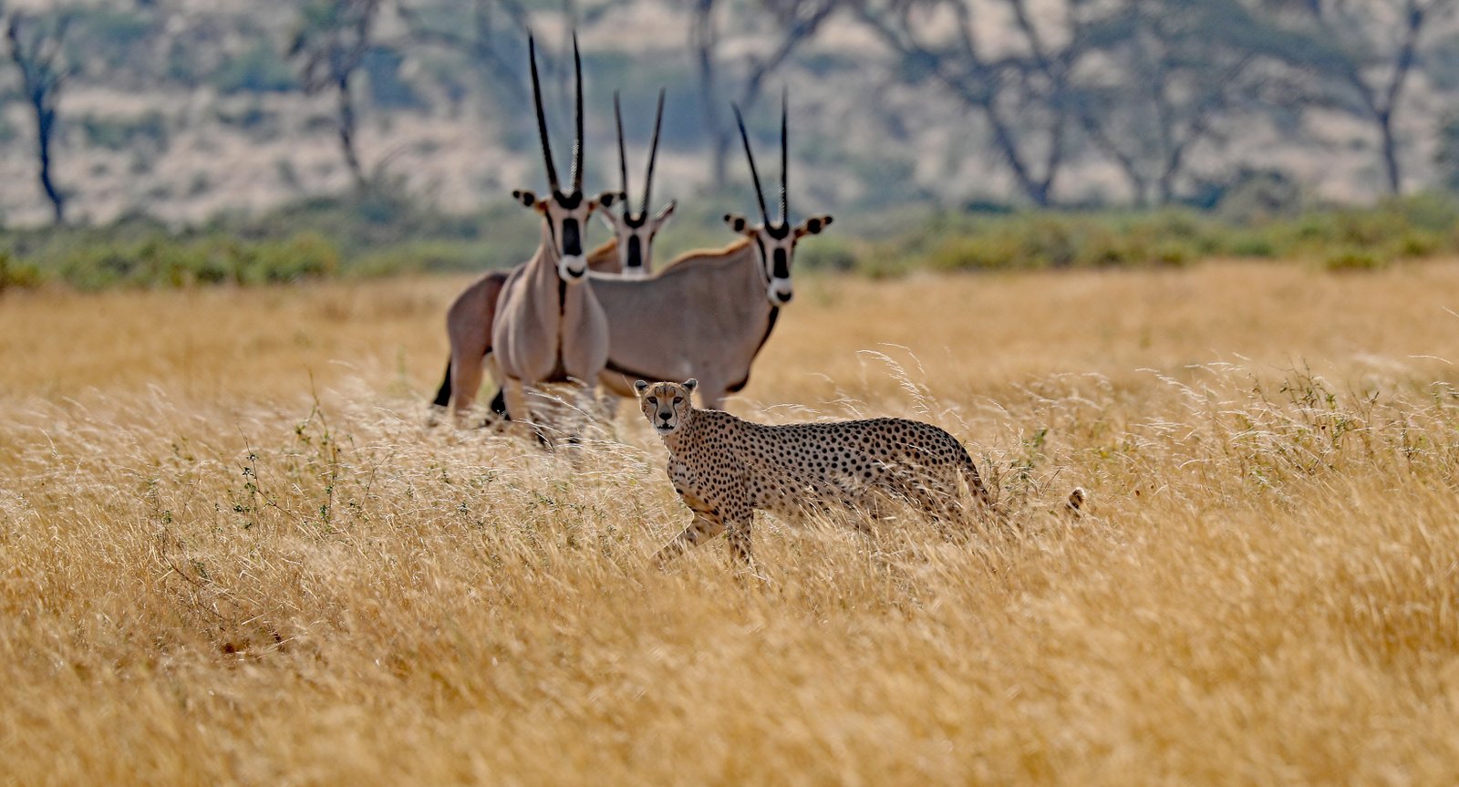 Sanctuary Olonana Mara River