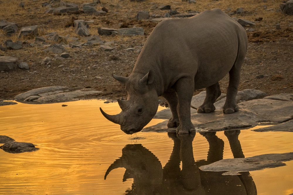 Rhino in the Etosha region of Namibia