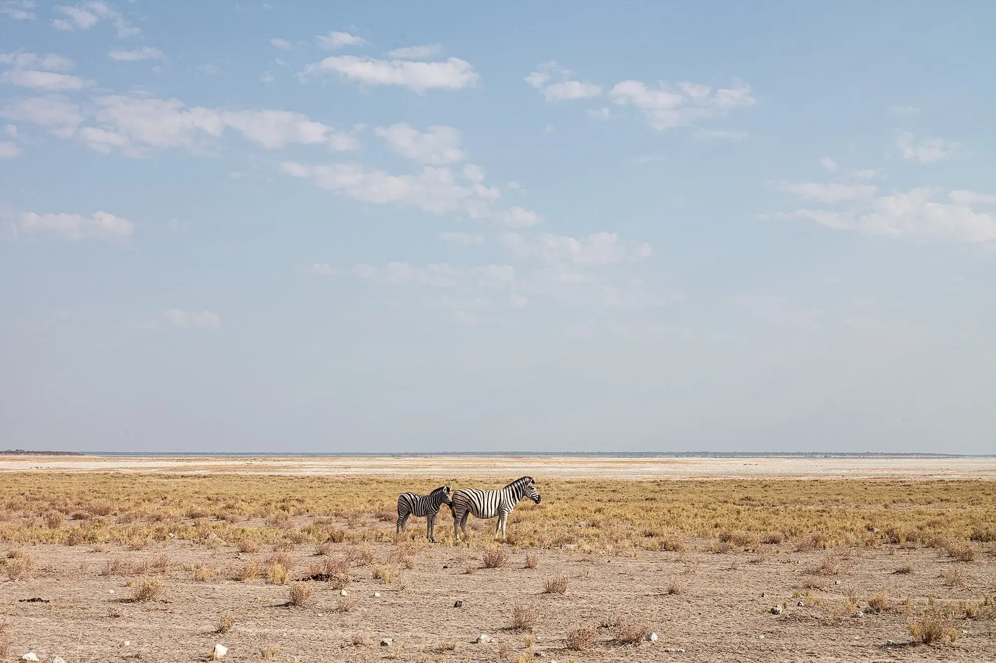 White salt pan stretching to the horizon in Etosha National Park, Namibia