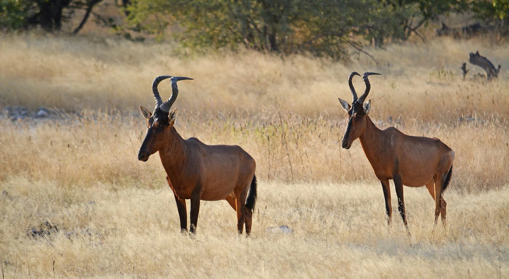 Wildlife on the plains of Etosha National Park, Namibia