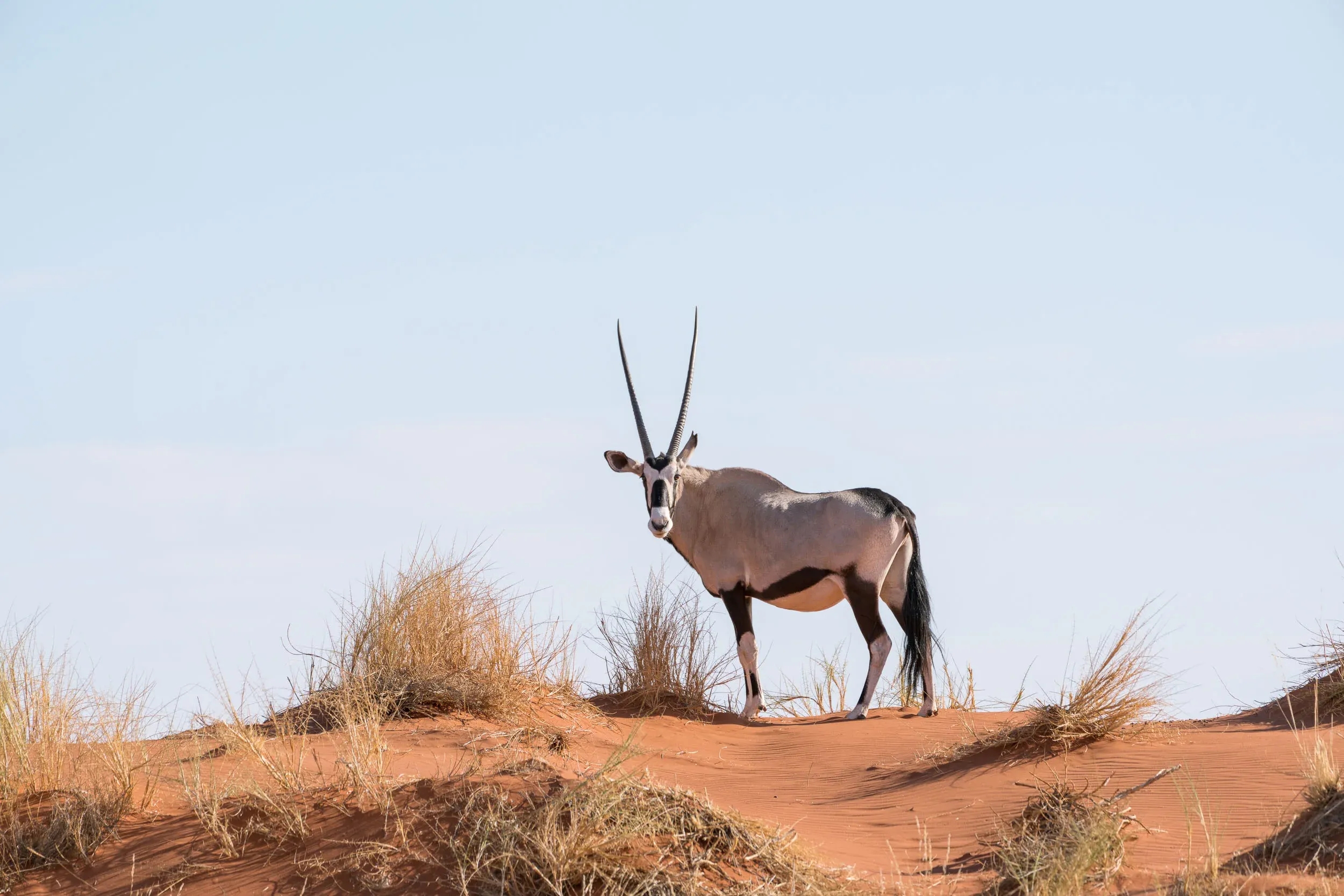 Gemsbok on the golden grass plains of the NamibRand Nature Reserve, Namibia