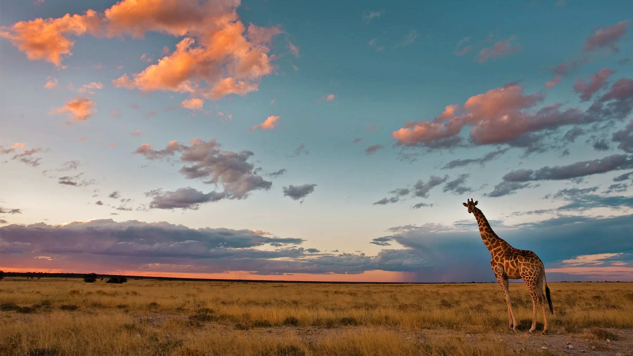 Giraffes at sunset on Onguma Private Game Reserve next to Etosha, Namibia