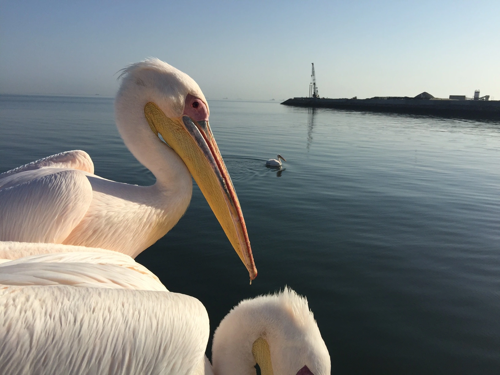 Pelicans and Cape fur seals beside a boat on Walvis Bay, Namibia