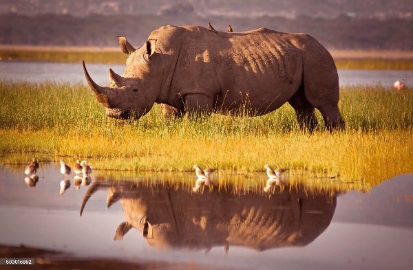 Ol Pejeta rhino