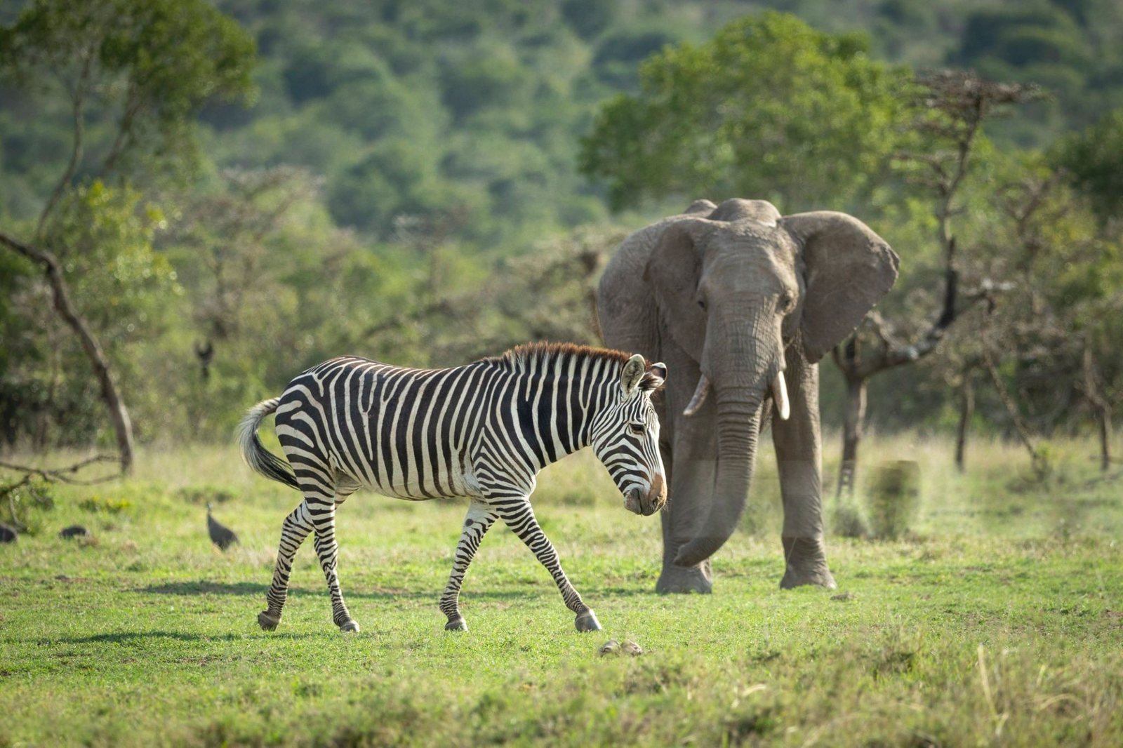 Ol Pejeta zebra
