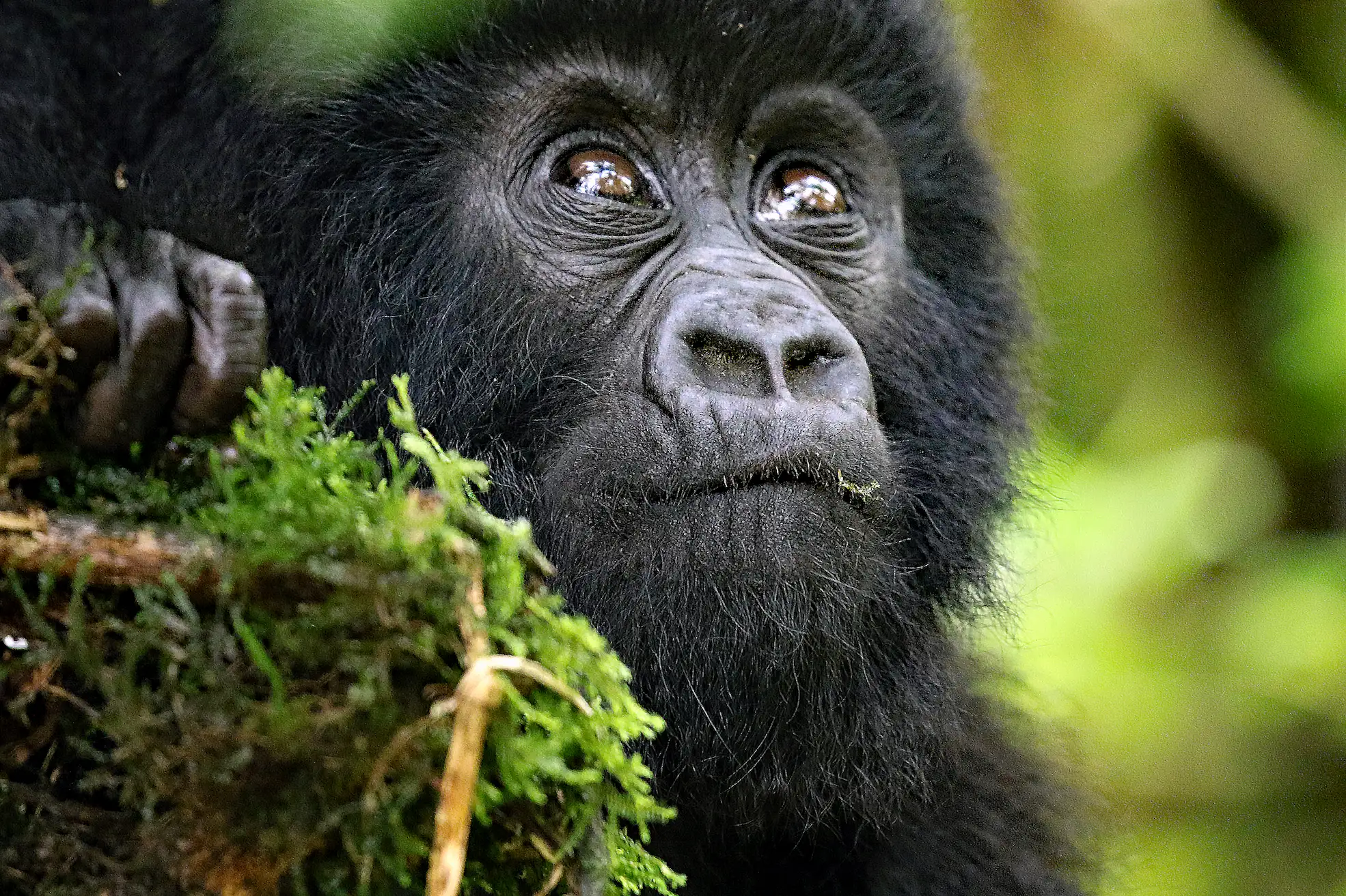 Mount Gorilla View Lodge