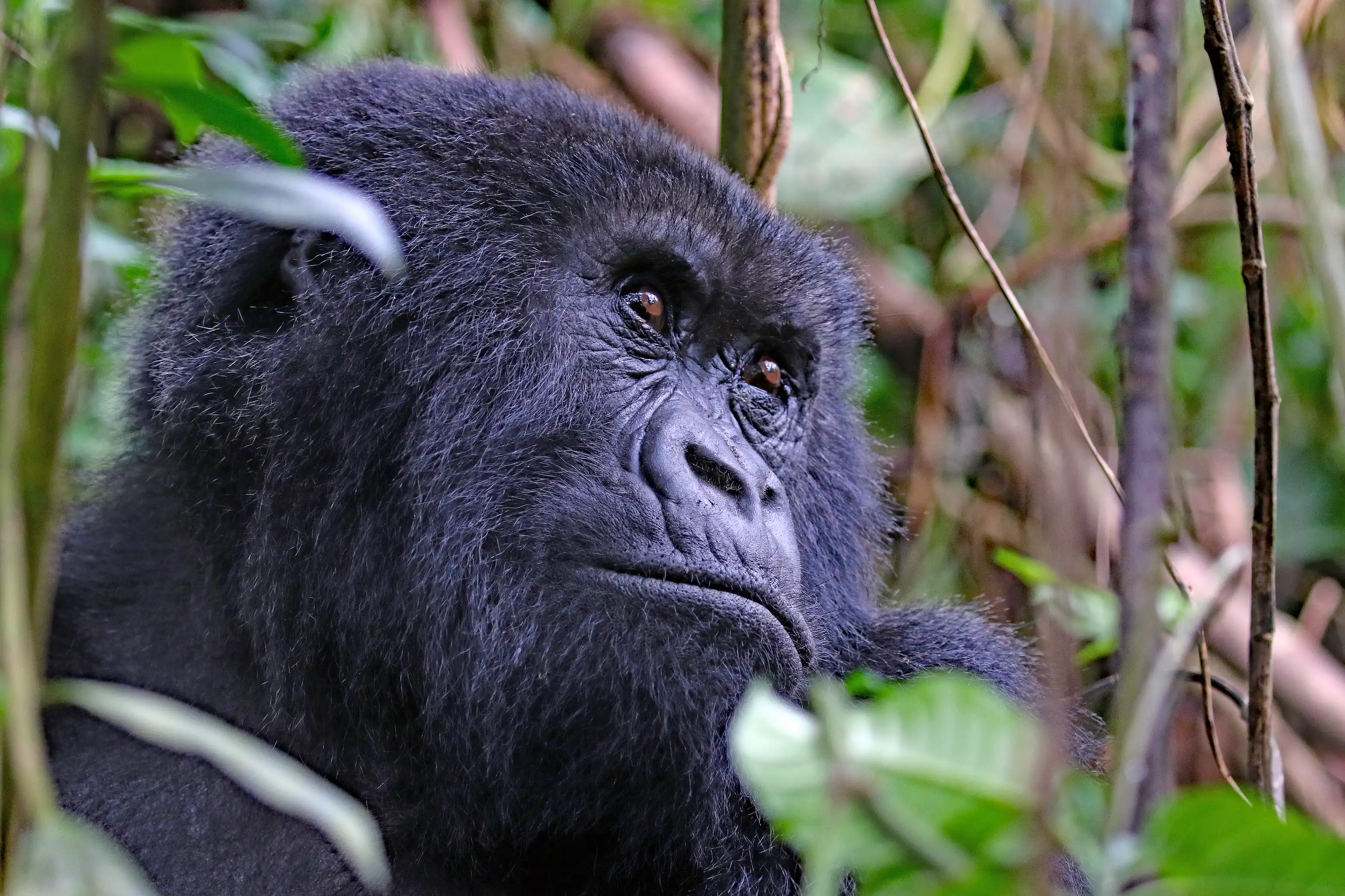 Female Gorilla, Uganda