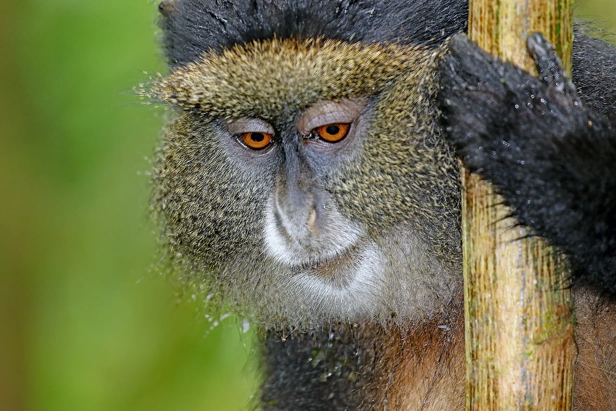 Golden Monkey , Rwanda