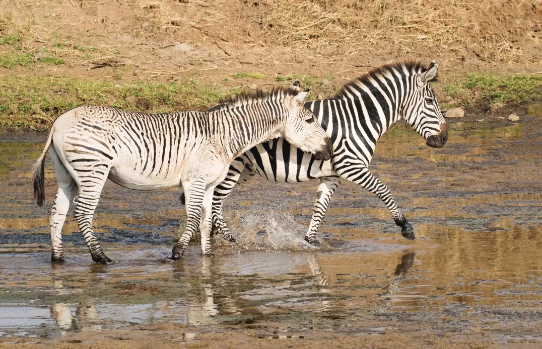 A zebra standing in tall grass.