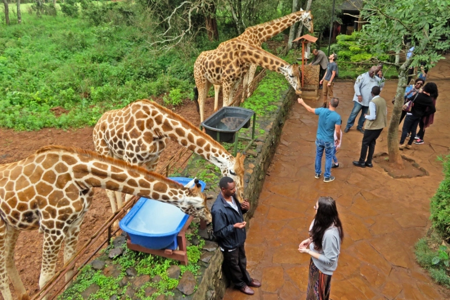 David Sheldrick Elephant Orphanage