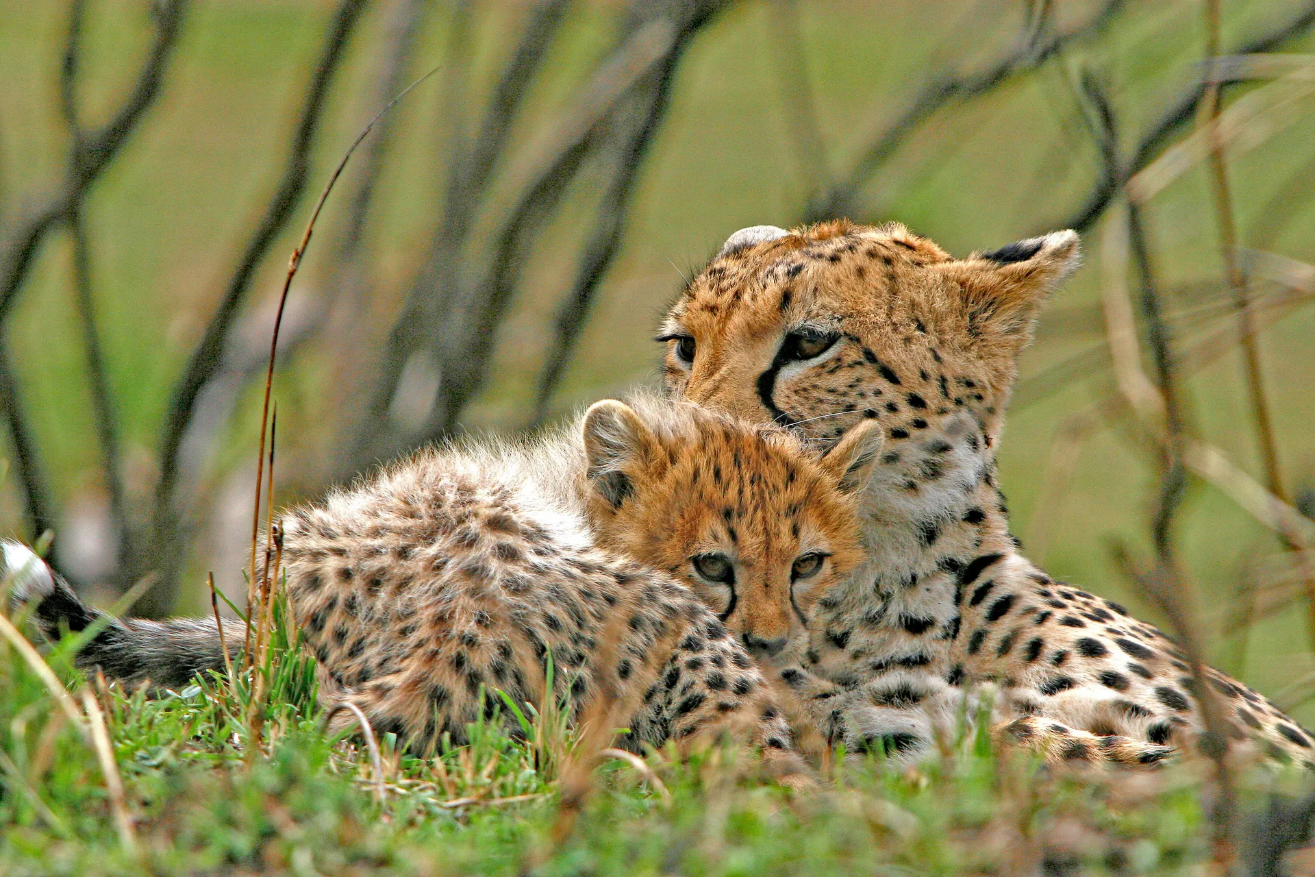 Cheetah mother and cub resting in the grass.