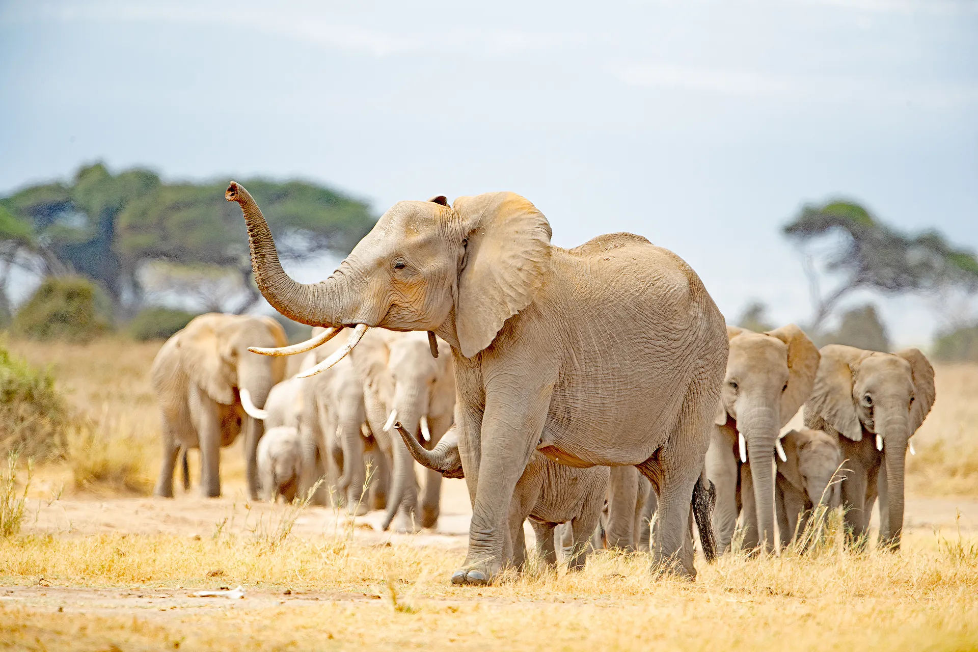 A herd of elephants walking across the savannah.