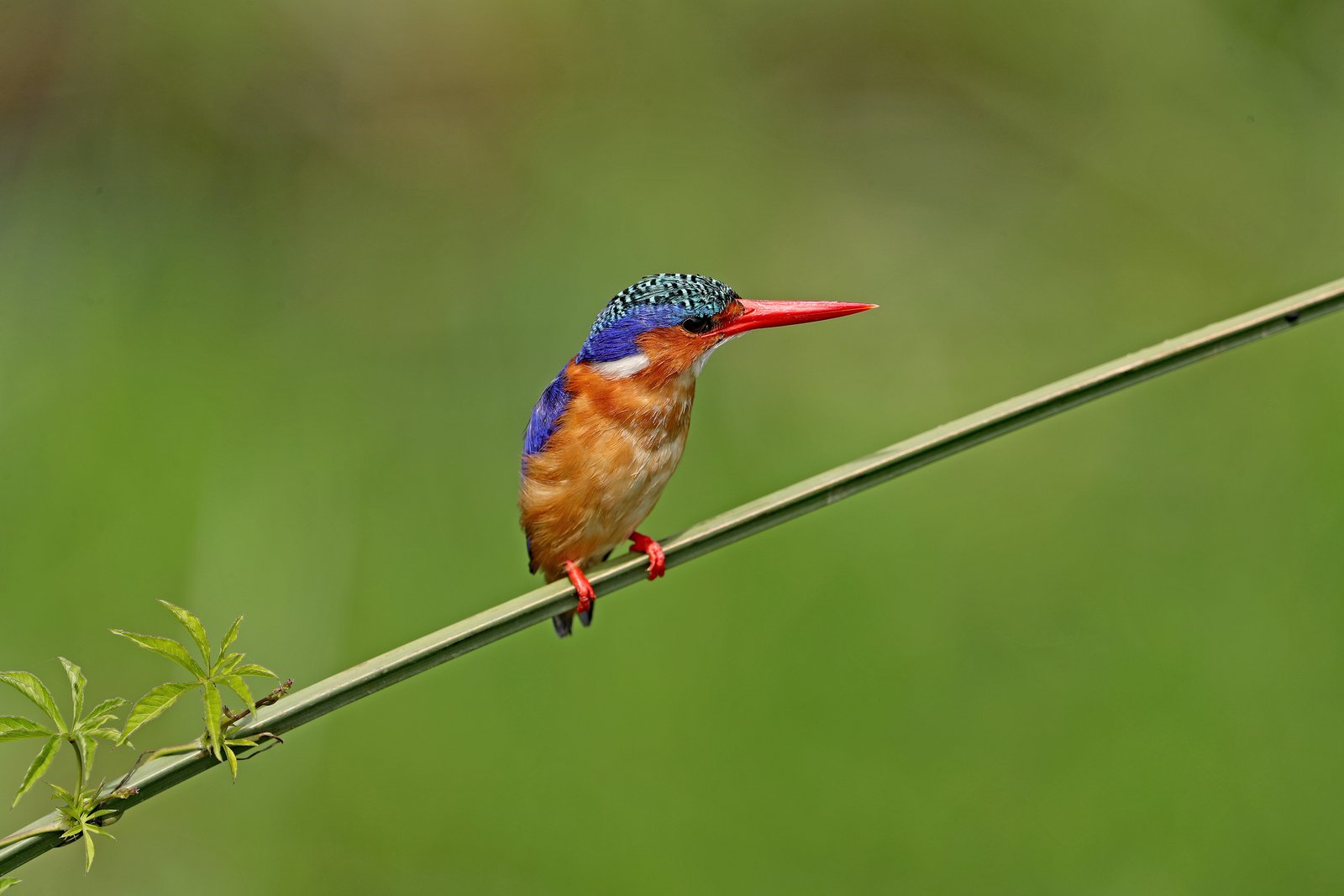 Safari camp experience