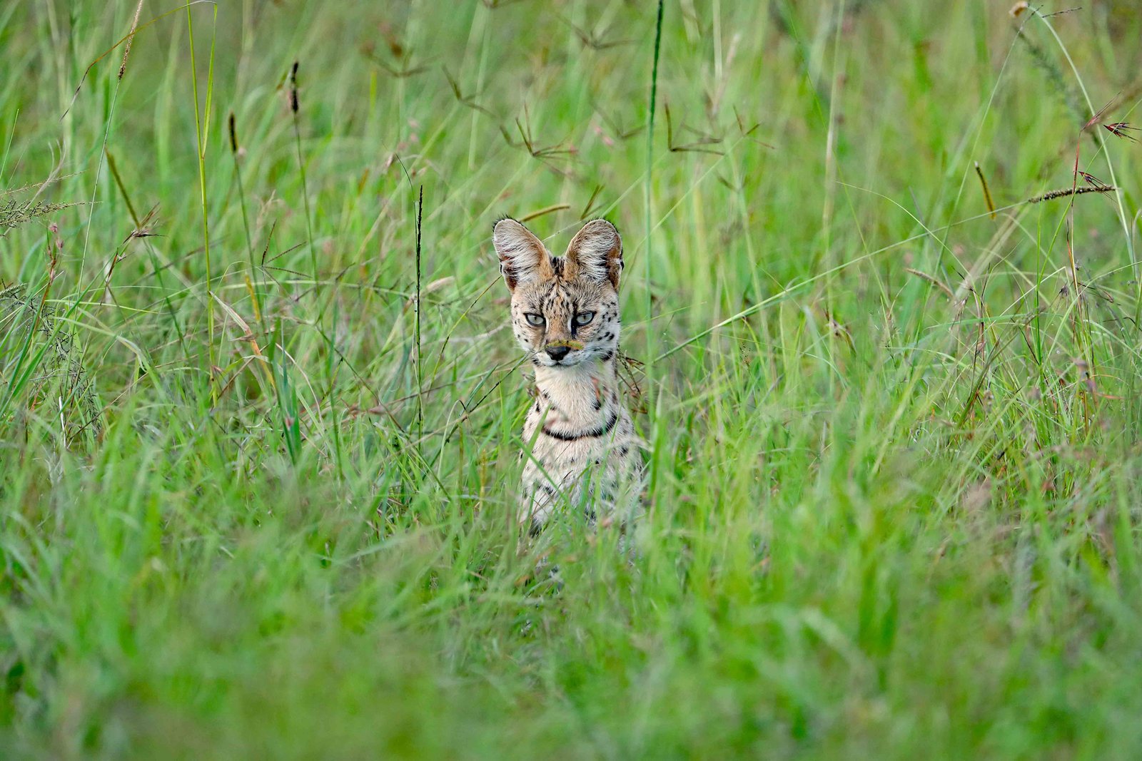 Luxury safari landscape