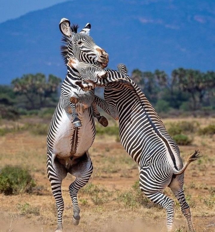 Grevy's zebra Samburu
