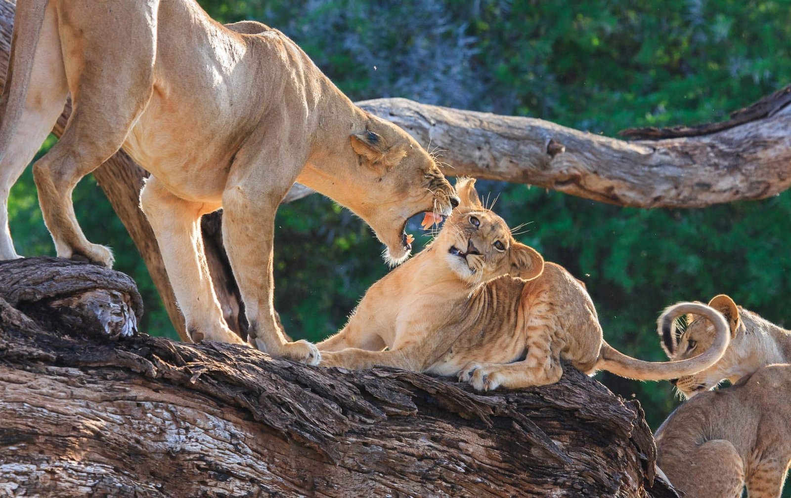 Samburu National Reserve landscape