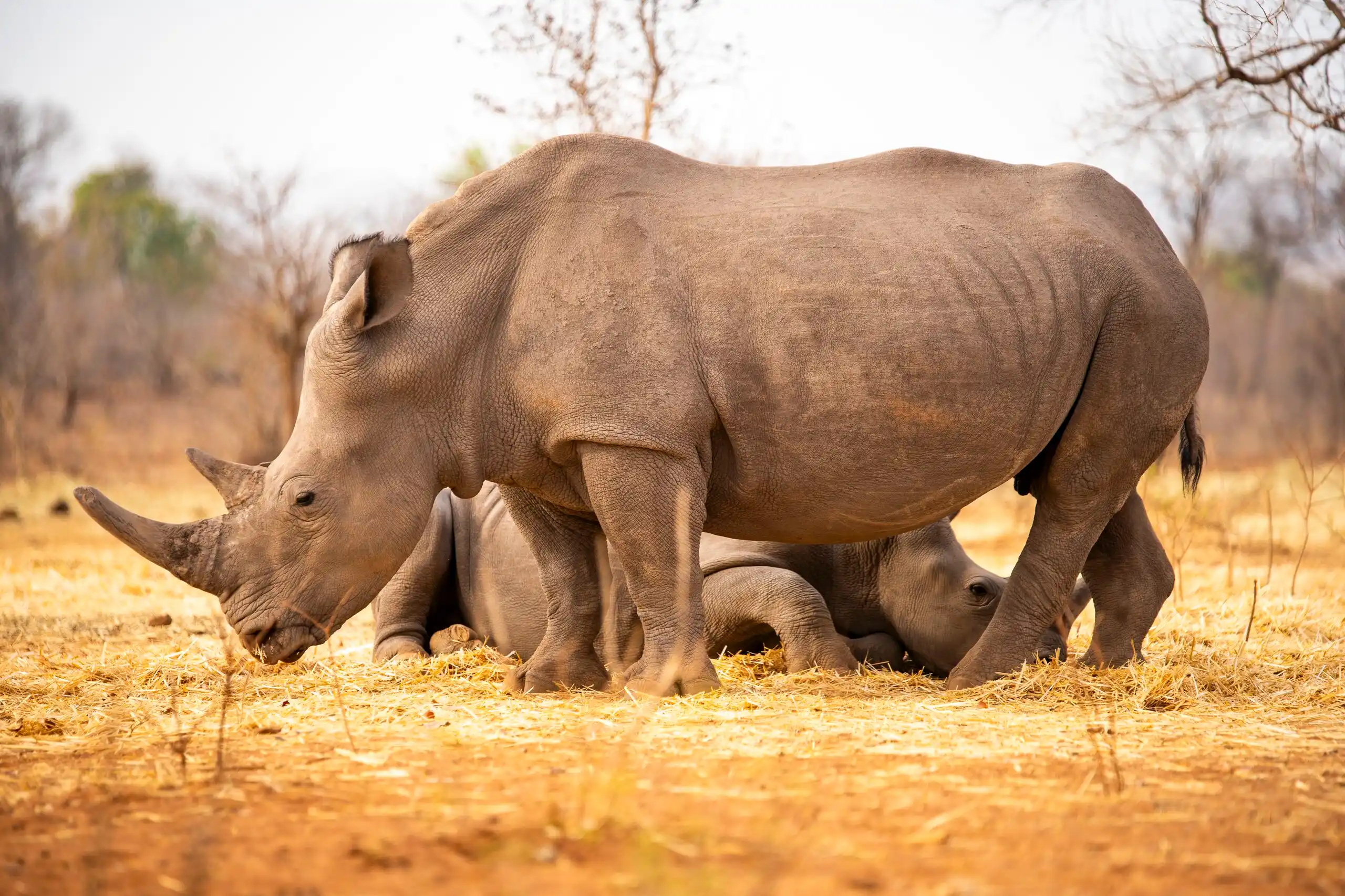 Zambian Wildlife