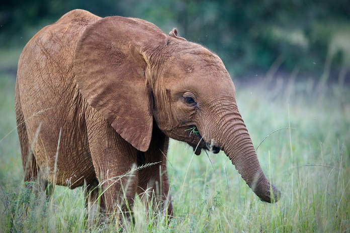 Luxury Suite at Hemingway’s Nairobi Hotel with Ngong Hills View, Nairobi, Kenya - Classic Family Safari Day 2 | Endless Safaris