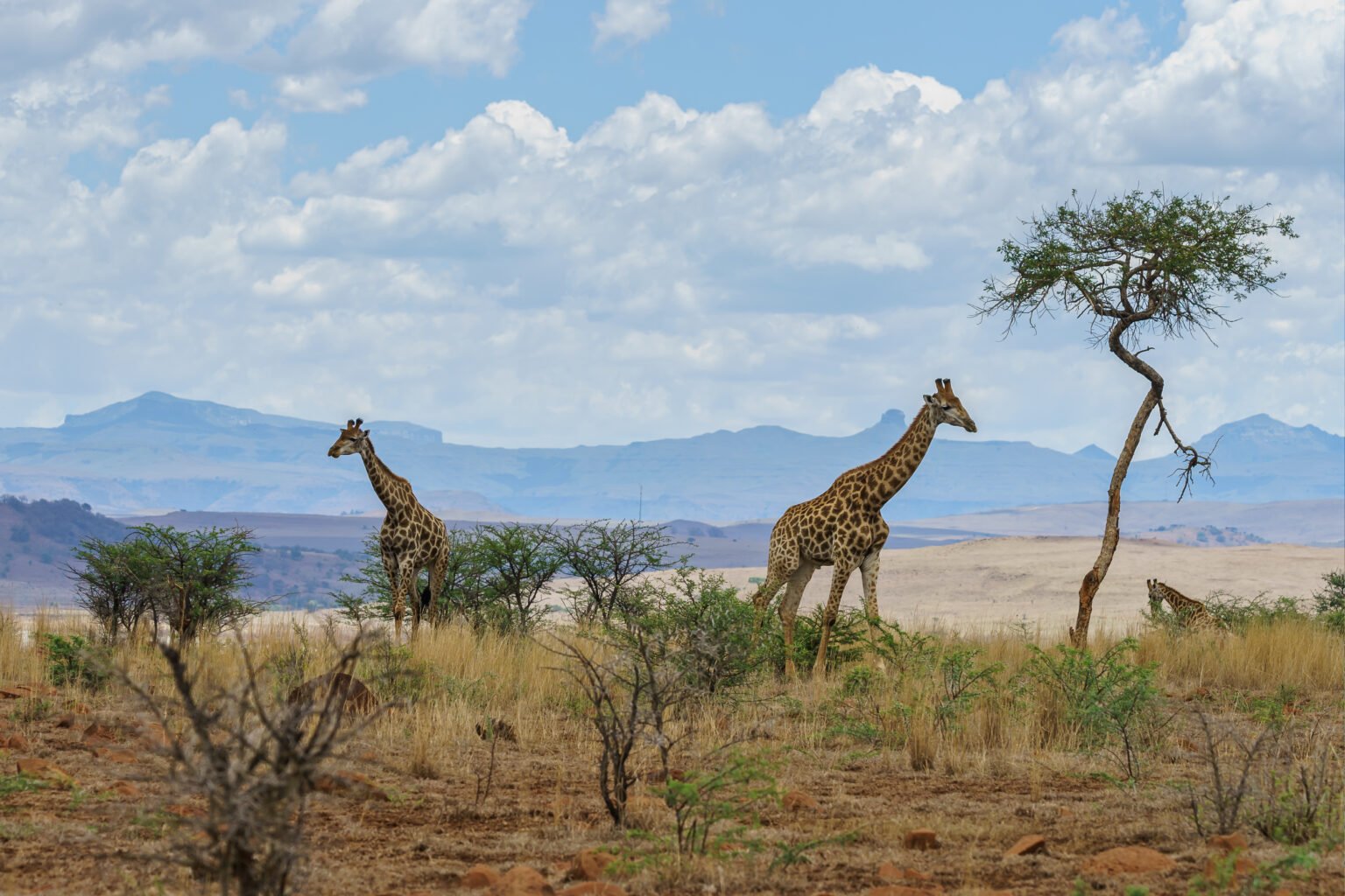Tortilis Tented Camp - Luxury tented accommodation in Amboseli National Park