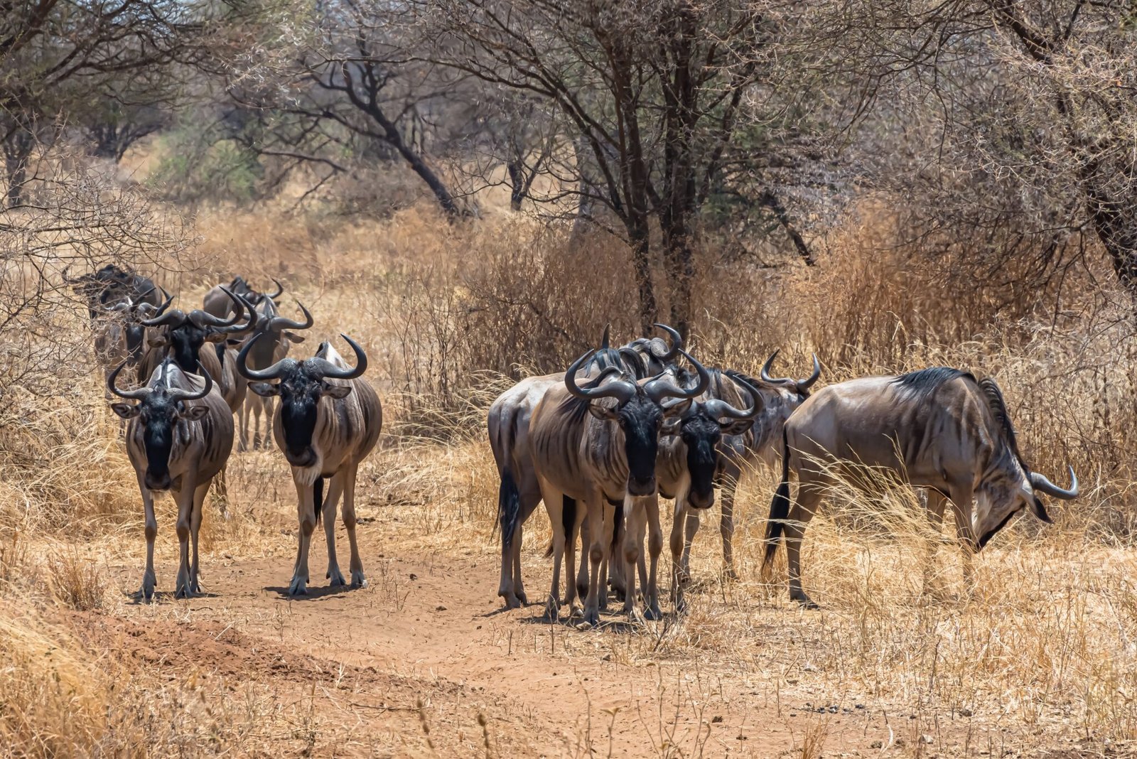 Kaboso Safari Camp - Luxury Tented Camp in Masai Mara, Kenya