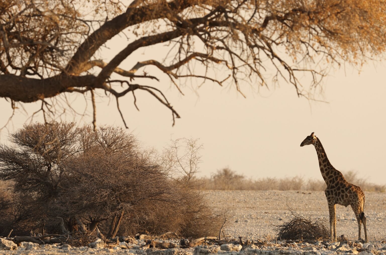 Ol Pejeta Conservancy - Black Rhino Grazing at Sanctuary Tambarare, Kenya
