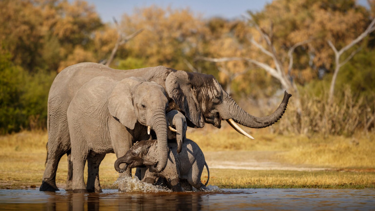 Game Drive at Kaboso Safari Camp - Wildlife Viewing in Masai Mara