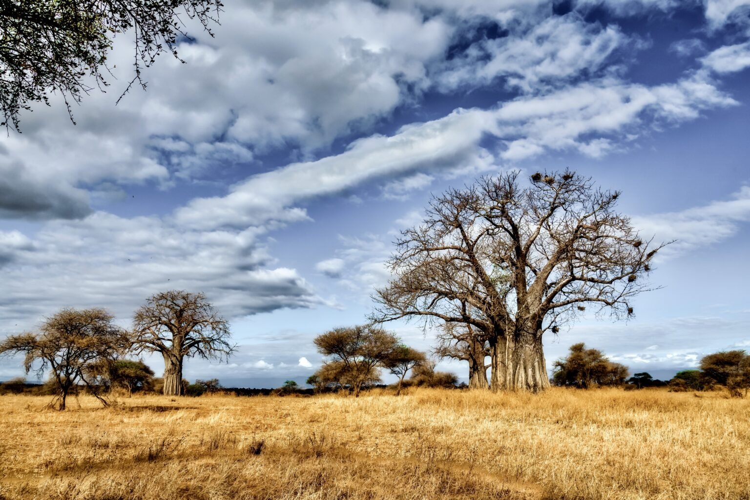 Elephants Grazing on the Mara Plains - View from Kaboso Safari Camp, Kenya