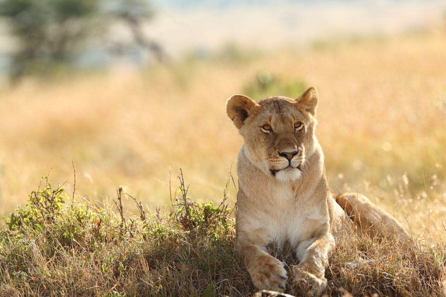 Wildebeest Migration and Wildlife in Masai Mara - Kaboso Safari Camp, Kenya