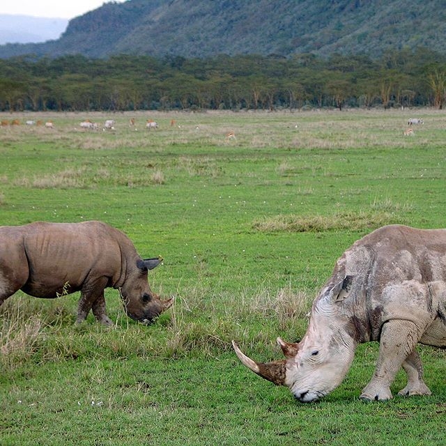 black-rhino-at-lake-nakuru-national-park-kenya_t20_pYzjxk