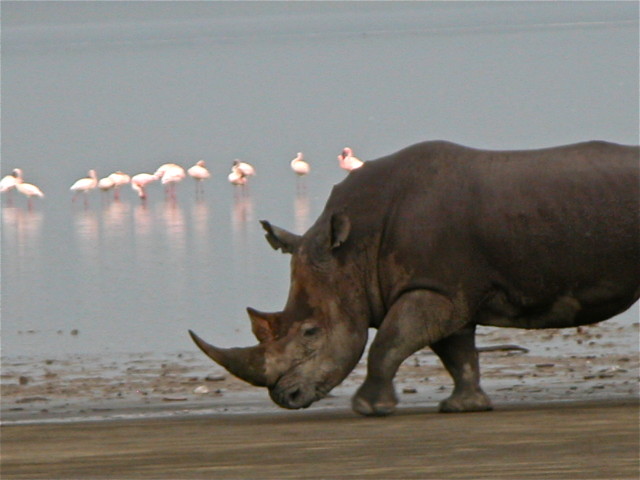 lake-nakuru-kenya-rhinoceros-and-flamingos_t20_QQPRgW